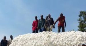 Burkina: quand le coton va, tout va!