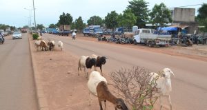 Bobo-Dioulasso: une opération spéciale contre la divagation des animaux annoncée du 18 au 30 mai