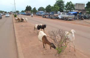 Bobo-Dioulasso: une opération spéciale contre la divagation des animaux annoncée du 18 au 30 mai