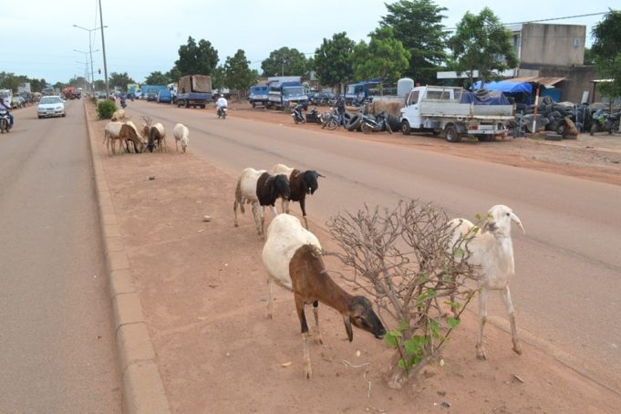 Bobo-Dioulasso: une opération spéciale contre la divagation des animaux annoncée du 18 au 30 mai