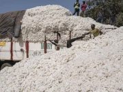 Production du coton: le Bénin leader africain de la campagne 2022-2023 devant le Burkina et le Mali