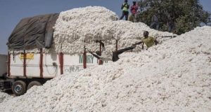 Production du coton: le Bénin leader africain de la campagne 2022-2023 devant le Burkina et le Mali