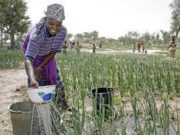 Burkina/Houet: femmes, sécurité foncière et pratique agroécologique, quelles perspectives ?
