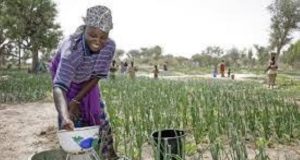 Burkina/Houet: femmes, sécurité foncière et pratique agroécologique, quelles perspectives ?