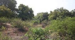 Burkina: les occupants des forêts classées de Wayen et de Ziga sommés de les libérer