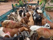 Ouagadougou: 475 animaux en divagation mis en fourrière (mairie)