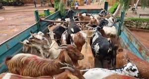 Ouagadougou: 475 animaux en divagation mis en fourrière (mairie)