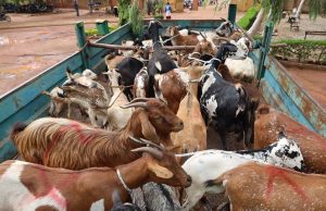 Ouagadougou: 475 animaux en divagation mis en fourrière (mairie)