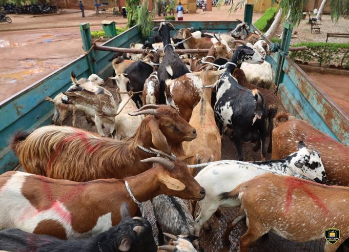 Ouagadougou: 475 animaux en divagation mis en fourrière (mairie)