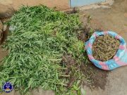 Burkina: ils cultivaient du cannabis dans le Centre-Sud
