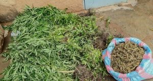 Burkina: ils cultivaient du cannabis dans le Centre-Sud