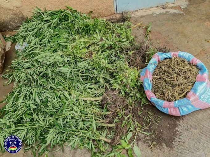 Burkina: ils cultivaient du cannabis dans le Centre-Sud