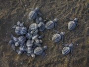 Togo: les tortues marines victimes de trafic illicite