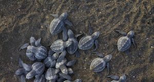 Togo: les tortues marines victimes de trafic illicite