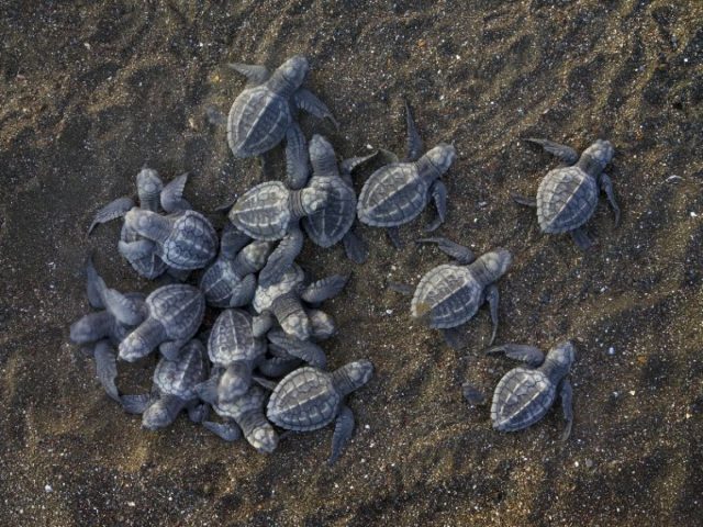 bébés tortues marines
