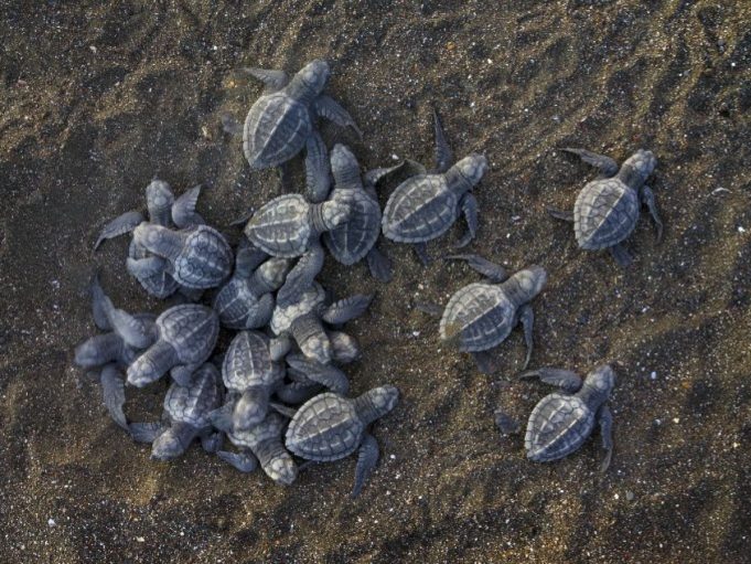 Togo: les tortues marines victimes de trafic illicite