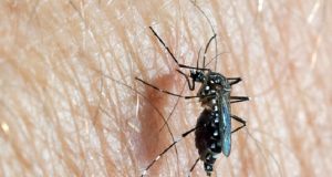 Burkina: «89 cas confirmés positifs au Chikungunya à Pouytenga, aucun décès notifié» (ministère de la Santé)