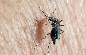 Burkina: «89 cas confirmés positifs au Chikungunya à Pouytenga, aucun décès notifié» (ministère de la Santé)