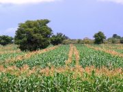 Burkina: «l’offensive» agropastorale et halieutique de 592 milliards FCFA pour la souveraineté alimentaire