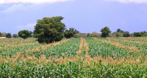 Burkina: «l’offensive» agropastorale et halieutique de 592 milliards FCFA pour la souveraineté alimentaire