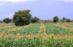 Burkina: «l’offensive» agropastorale et halieutique de 592 milliards FCFA pour la souveraineté alimentaire