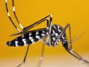 Burkina/Centre: les cas suspects de dengue passent à 5 907