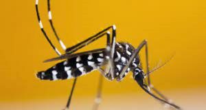 Burkina/Centre: les cas suspects de dengue passent à 5 907