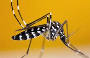 Burkina/Centre: les cas suspects de dengue passent à 5 907