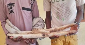 Togo/Commerce illégal d’ivoire: deux présumés trafiquants arrêtés puis déposés