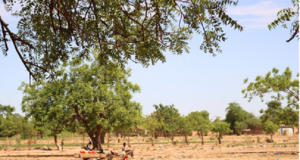Burkina: « Les enfants doivent être protégés surtout en temps de conflits » (Save The Children)