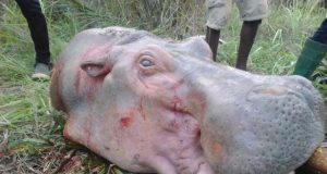 Afrique: un nombre important d’hippopotames clandestinement massacrés
