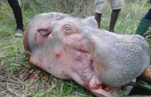 Afrique: un nombre important d’hippopotames clandestinement massacrés