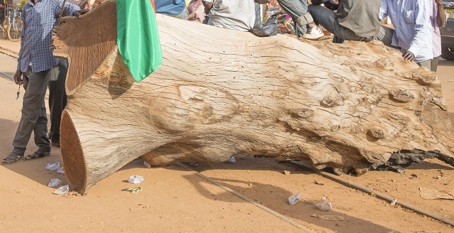 Image d'archive de tronc d'arbre