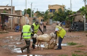 Ouagadougou: environ 3 500 animaux mis en fourrière en 2023