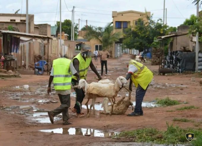 Ouagadougou: environ 3 500 animaux mis en fourrière en 2023