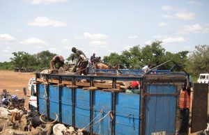Burkina: le transport de bétail des Banwa vers toute autre destination suspendu
