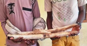 Togo: deux trafiquants d’ivoire condamnés à soixante mois de prison ferme