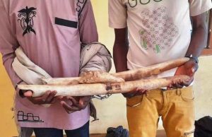 Togo: deux trafiquants d’ivoire condamnés à soixante mois de prison ferme