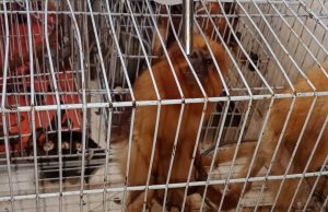 Trafic international d’espèces entièrement protégées: arrestation des trafiquants venant du Brésil aux larges du Togo