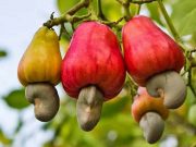 Burkina: suspension de l’exportation de la noix brute de cajou