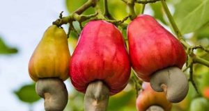 Burkina: suspension de l’exportation de la noix brute de cajou