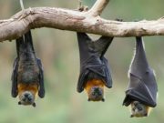 Burkina/Centre-Ouest: ne mangez plus de chauves-souris ou tout autre animal mort