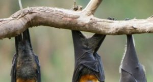 Burkina/Centre-Ouest: ne mangez plus de chauves-souris ou tout autre animal mort