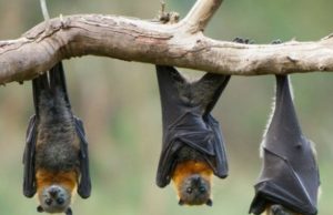 Burkina/Centre-Ouest: ne mangez plus de chauves-souris ou tout autre animal mort