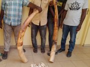 Quatre trafiquants d’ivoire arrêtés puis déférés à la prison civile de Lomé