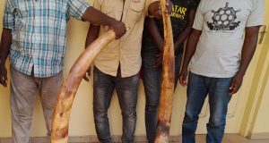 Quatre trafiquants d’ivoire arrêtés puis déférés à la prison civile de Lomé