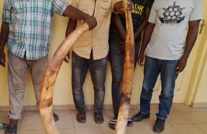 Quatre trafiquants d’ivoire arrêtés puis déférés à la prison civile de Lomé