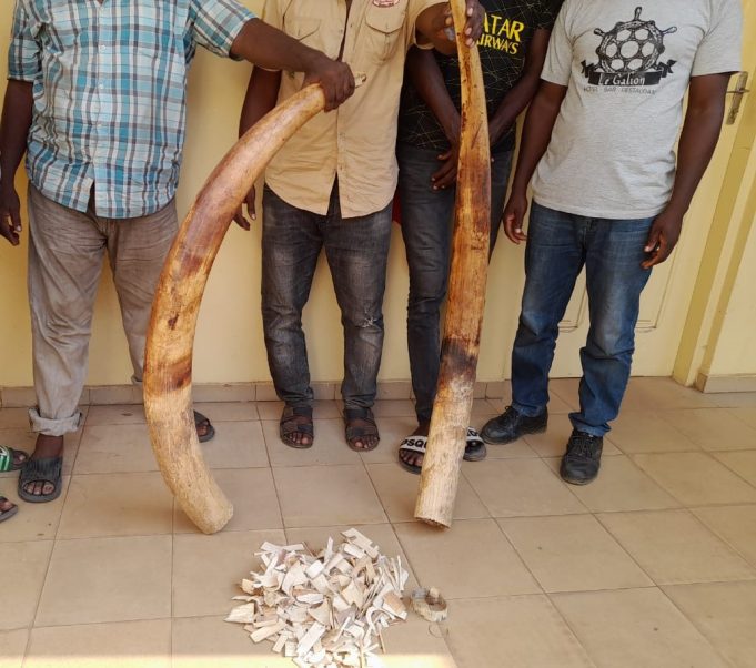 Quatre trafiquants d’ivoire arrêtés puis déférés à la prison civile de Lomé