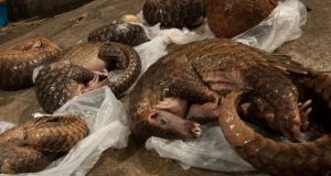 Trafic illicite d’espèces sauvages protégées: du pangolin à l’éléphant, le mythe de l’ivoire et des écailles