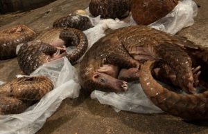 Trafic illicite d’espèces sauvages protégées: du pangolin à l’éléphant, le mythe de l’ivoire et des écailles
